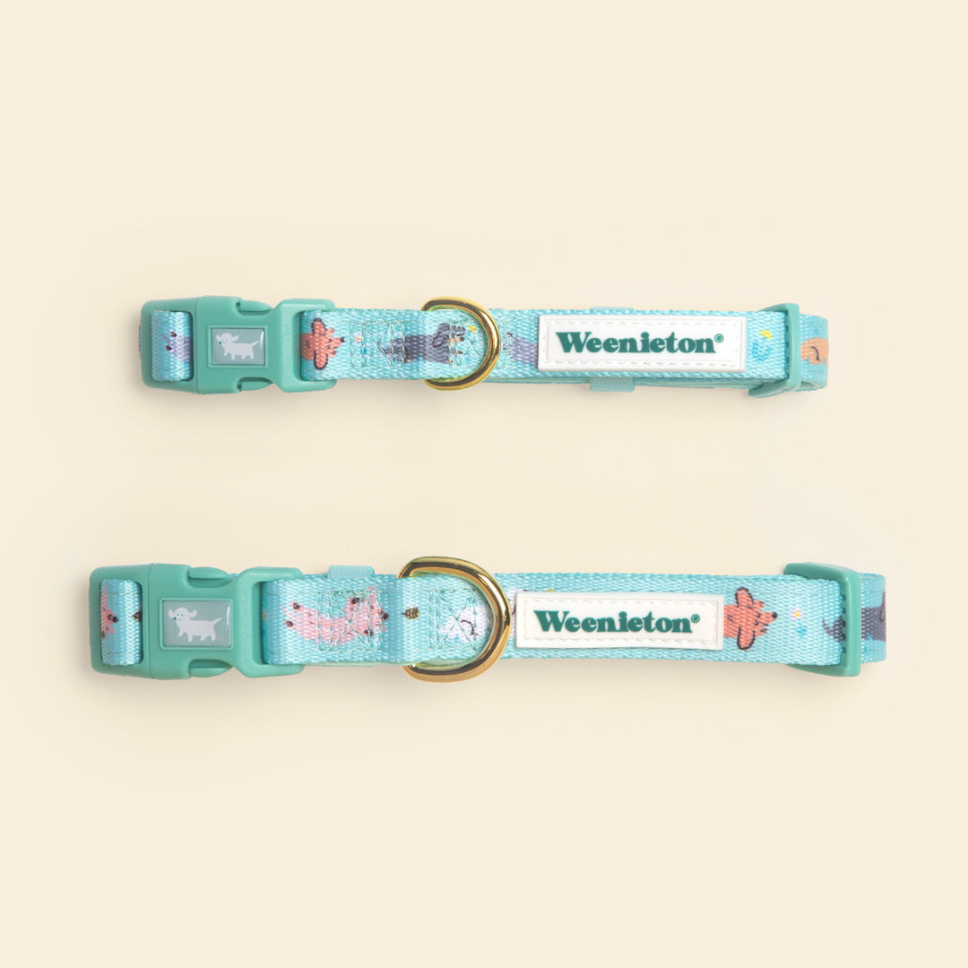 Collar・Weenie Wiggle in Mint